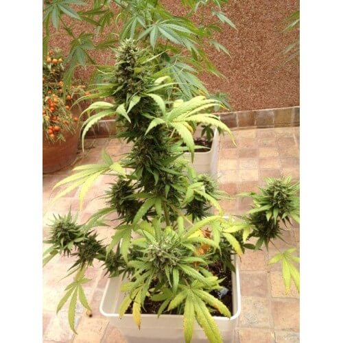 AutoBlueberry - Dutch Passion femminizzati Dutch Passion €29,95