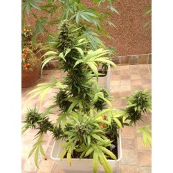 AutoBlueberry - Dutch Passion femminizzati Dutch Passion €29,95 AutoBlueberry - Dutch Passion femminizzati Dutch Passion €29,95