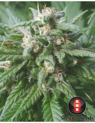 Biddy Early - Serious Seed - femminizzati Serious Seeds €35,00