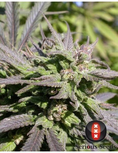 Biddy Early - Serious Seed - femminizzati Serious Seeds €35,00