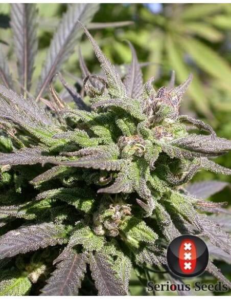Biddy Early - Serious Seed - femminizzati Serious Seeds €35,00