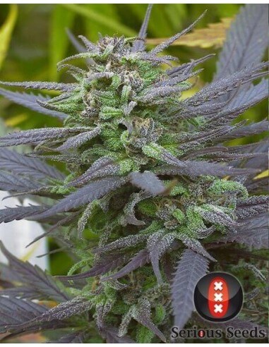 Biddy Early - Serious Seed - femminizzati Serious Seeds €35,00