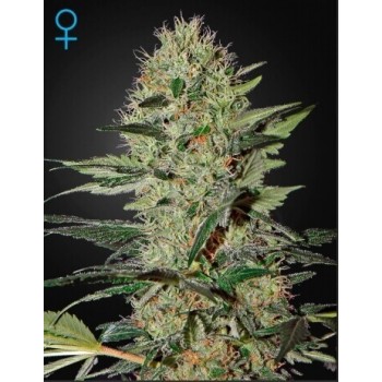 Exodus Cheese Auto - GreenHouse Seeds femminizzati GreenHouse Seeds €25,00