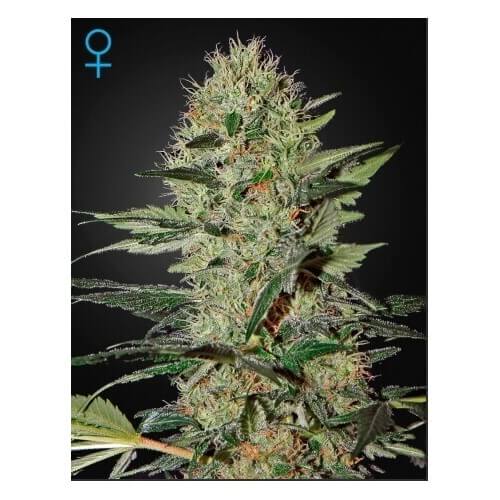 Exodus Cheese Auto - GreenHouse Seeds femminizzati GreenHouse Seeds €25,00