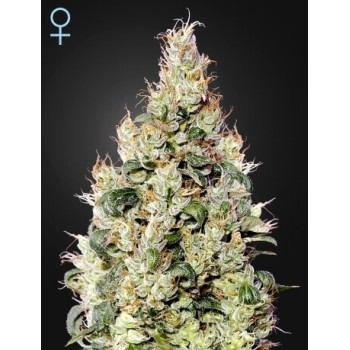 Exodus Cheese Auto CBD - GreenHouse Seeds femminizzati GreenHouse Seeds €37,50