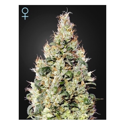 Exodus Cheese Auto CBD - GreenHouse Seeds femminizzati GreenHouse Seeds €37,50