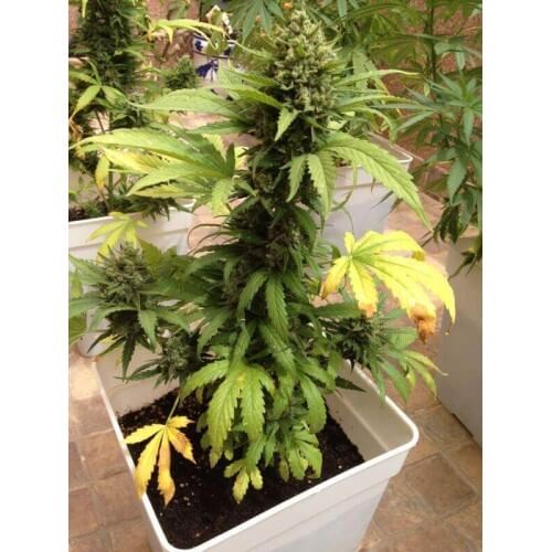 AutoBlueberry - Dutch Passion femminizzati Dutch Passion €29,95