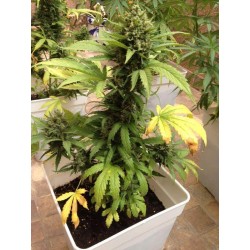 AutoBlueberry - Dutch Passion femminizzati Dutch Passion €29,95 AutoBlueberry - Dutch Passion femminizzati Dutch Passion €29,95