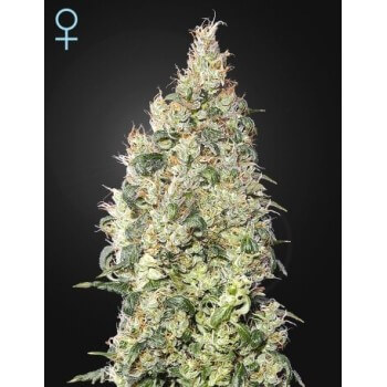 Great White Shark CBD - GreenHouse Seeds femminizzati GreenHouse Seeds €39,00