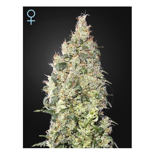 Great White Shark CBD - GreenHouse Seeds femminizzati GreenHouse Seeds €39,00