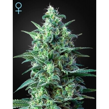 White Widow Auto CBD - GreenHouse Seeds femminizzati GreenHouse Seeds €42,00