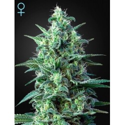 White Widow Auto CBD - GreenHouse Seeds femminizzati GreenHouse Seeds €42,00