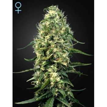 Super Silver Haze CBD - GreenHouse Seeds femminizzati GreenHouse Seeds €45,00