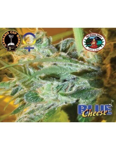 Blue Cheese - Big Buddha Seeds femminizzati Big Buddha Seeds €35,00