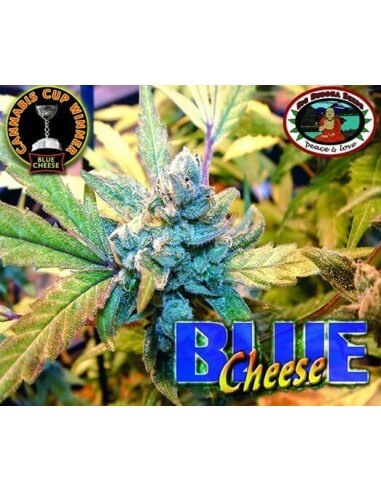 Blue Cheese - Big Buddha Seeds femminizzati Big Buddha Seeds €35,00