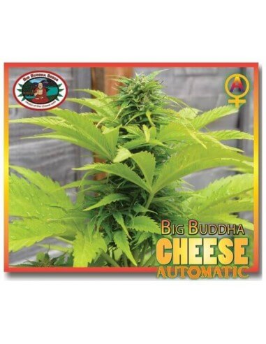 Cheese Auto - Big Buddha Seeds femminizzati Big Buddha Seeds €35,00