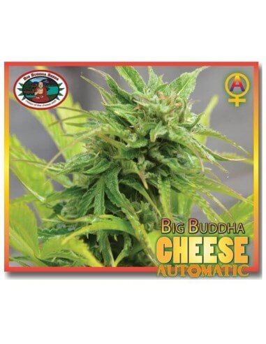 Cheese Auto - Big Buddha Seeds femminizzati Big Buddha Seeds €35,00