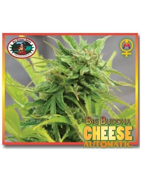 Cheese Auto - Big Buddha Seeds femminizzati Big Buddha Seeds €35,00