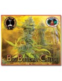 Big Buddha Cheese - Big Buddha Seeds femminizzati Big Buddha Seeds €35,00