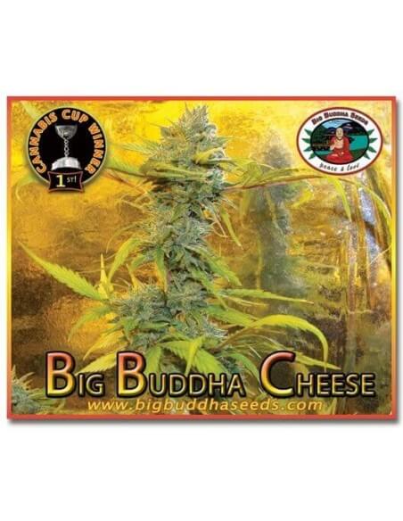 Big Buddha Cheese - Big Buddha Seeds femminizzati Big Buddha Seeds €35,00 Big Buddha Cheese - Big Buddha Seeds femminizzati Big Buddha Seeds €35,00