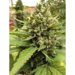 AutoBlueberry - Dutch Passion femminizzati Dutch Passion €29,95 AutoBlueberry - Dutch Passion femminizzati Dutch Passion €29,95