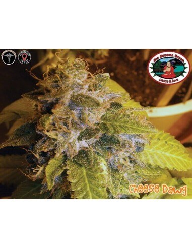 Cheese Dawg - Big Buddha Seeds femminizzati Big Buddha Seeds €35,00