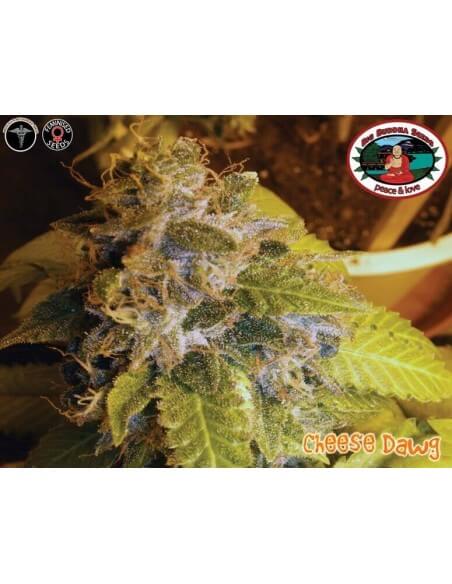 Cheese Dawg - Big Buddha Seeds femminizzati Big Buddha Seeds €35,00 Cheese Dawg - Big Buddha Seeds femminizzati Big Buddha Seeds €35,00