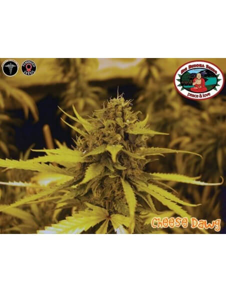 Cheese Dawg - Big Buddha Seeds femminizzati Big Buddha Seeds €35,00 Cheese Dawg - Big Buddha Seeds femminizzati Big Buddha Seeds €35,00