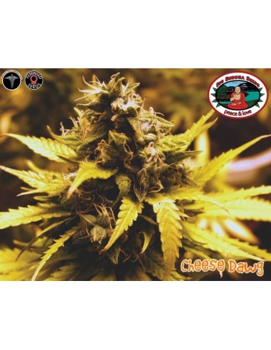 Cheese Dawg - Big Buddha Seeds femminizzati Big Buddha Seeds €35,00