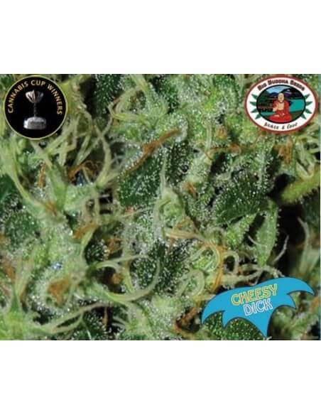 Cheesy Dick - Big Buddha Seeds femminizzati Big Buddha Seeds €35,00