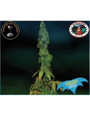 Cheesy Dick - Big Buddha Seeds femminizzati Big Buddha Seeds €35,00
