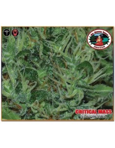 Critical Mass Auto - Big Buddha Seeds femminizzati Big Buddha Seeds €35,00 2