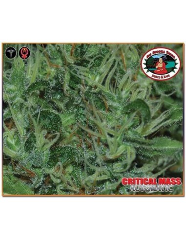 Critical Mass Auto - Big Buddha Seeds femminizzati Big Buddha Seeds €35,00