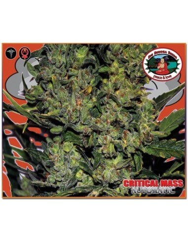 Critical Mass Auto - Big Buddha Seeds femminizzati Big Buddha Seeds €35,00