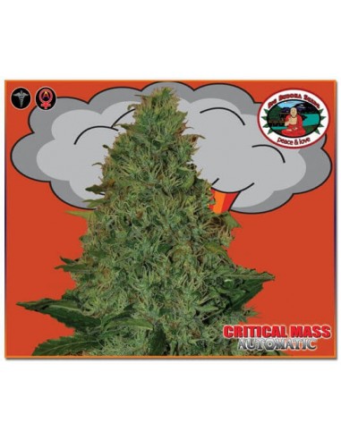 Critical Mass Auto - Big Buddha Seeds femminizzati Big Buddha Seeds €35,00