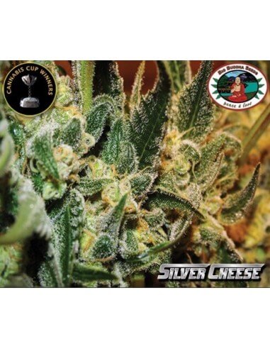 Silver Cheese - Big Buddha Seeds femminizzati Big Buddha Seeds €35,00