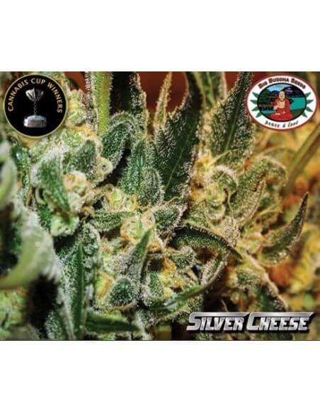 Silver Cheese - Big Buddha Seeds femminizzati Big Buddha Seeds €35,00