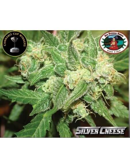 Silver Cheese - Big Buddha Seeds femminizzati Big Buddha Seeds €35,00