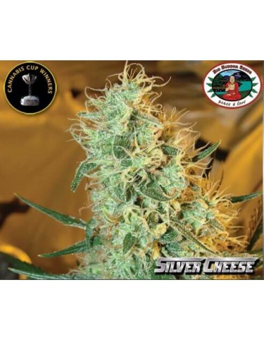 Silver Cheese - Big Buddha Seeds femminizzati Big Buddha Seeds €35,00