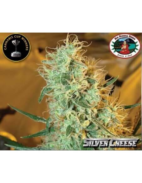 Silver Cheese - Big Buddha Seeds femminizzati Big Buddha Seeds €35,00