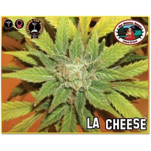 L.A. Cheese - Big Buddha Seeds femminizzati Big Buddha Seeds €35,00