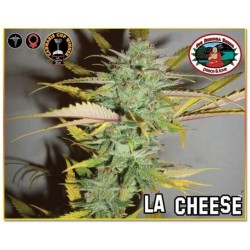 L.A. Cheese - Big Buddha Seeds femminizzati Big Buddha Seeds €35,00