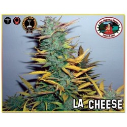 L.A. Cheese - Big Buddha Seeds femminizzati Big Buddha Seeds €35,00