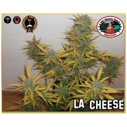 L.A. Cheese - Big Buddha Seeds femminizzati Big Buddha Seeds €35,00