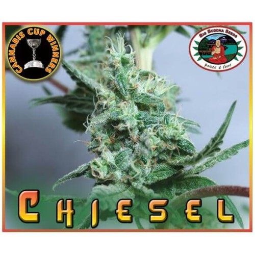 Chiesel - Big Buddha Seeds femminizzati Big Buddha Seeds €35,00