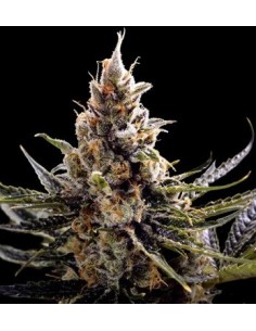 24k Gold - DNA Genetics femminizzati DNA Genetics €45,00