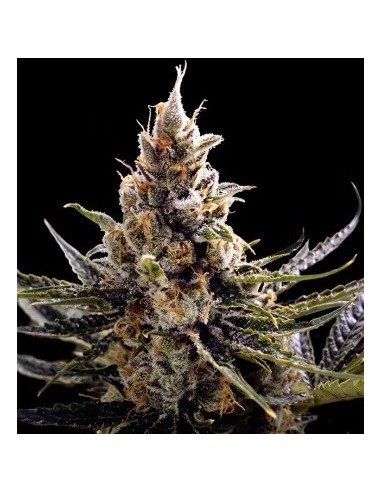 24k Gold - DNA Genetics femminizzati DNA Genetics €45,00