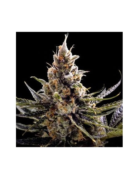 24k Gold - DNA Genetics femminizzati DNA Genetics €45,00
