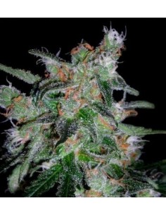 60 Day Lemon Auto - DNA Genetics femminizzati DNA Genetics €32,00