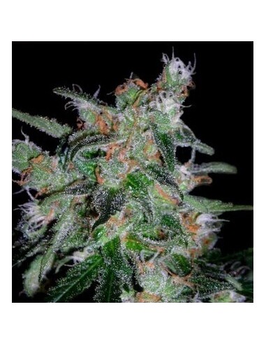 60 Day Lemon Auto - DNA Genetics femminizzati DNA Genetics €32,00